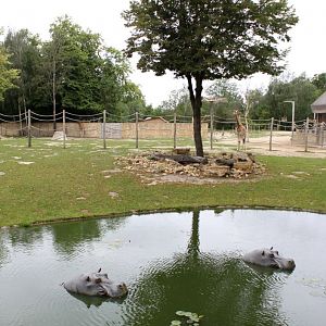 Planckendael - Africa (Giraffe savannah)
