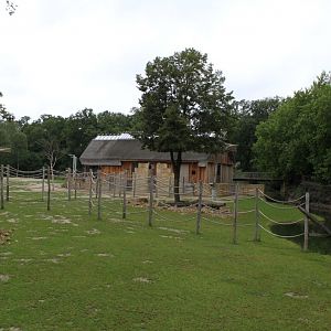Planckendael - Africa (Giraffe savannah)