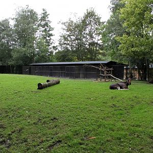 Planckendael - Moose paddock