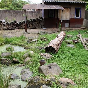 Planckendael - Africa (Porcupine)