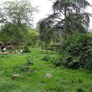 Planckendael - African Village (Storks)