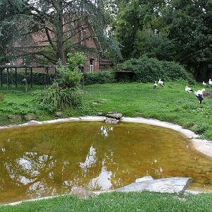 Planckendael - African Village (Storks)
