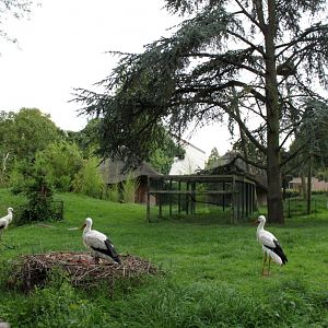 Planckendael - African Village (Storks)