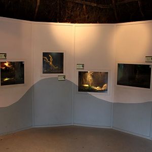 Planckendael - African Village (Terrarium)