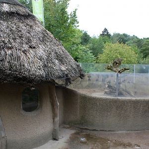 Planckendael - African Village (Mongoose exhibit)