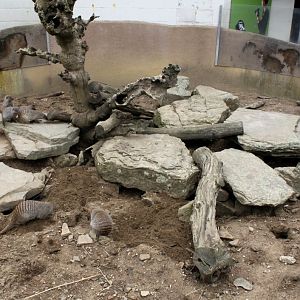 Planckendael - African Village (Mongoose exhibit)