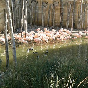 Giant south american aviary - Chilean flamingos' pond