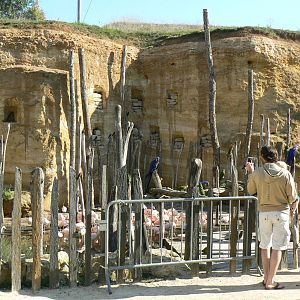 Giant south american aviary -In front of the chilean flamingos' pond