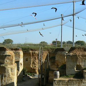 Giant south american aviary - Various birds flying