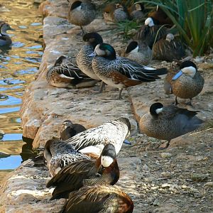 Giant south american aviary - Various ducks