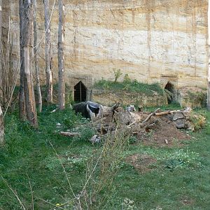 Giant south american aviary - Part of the giant anteater enclosure