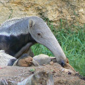 Giant south american aviary - Giant anteater