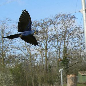 Giant south american aviary - Hyancinth macaw flying