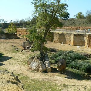 Black rhinos canyon - general view