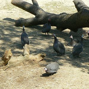 Black rhinos canyon - Helmeted guineafowls