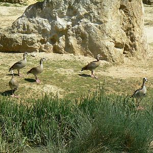 Black rhinos canyon - Egyptian gooses