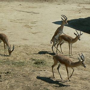 Black rhinos canyon - Dorcas gazelles