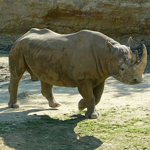 Black rhinos canyon - Eastern black rhino