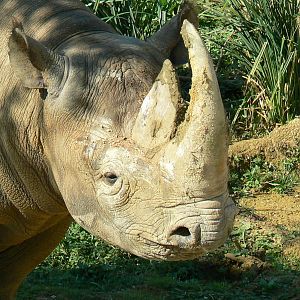 Black rhinos canyon - Eastern black rhino
