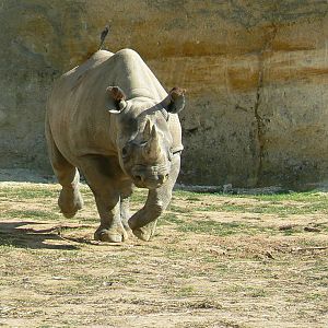 Black rhinos canyon - Eastern black rhino charging