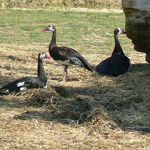 Black rhinos canyon - Spur-winged gooses