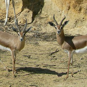 Black rhinos canyon - Dorcas gazelles