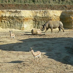 Black rhinos canyon - Dorcas gazelles and eastern black rhino