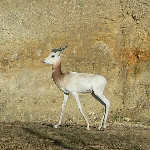 Black rhinos canyon - Rde-necked gazelle