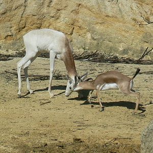 Black rhinos canyon -Gazelles fighting