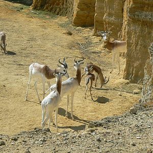 Black rhinos canyon - Red-necked and dorcas gazelles