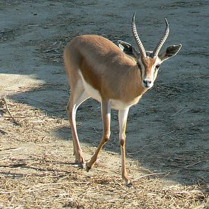 Black rhinos canyon - Dorcas gazelle