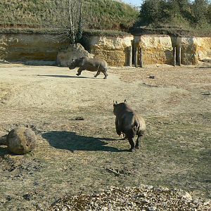 Black rhinos canyon - Eastern black rhinos playing
