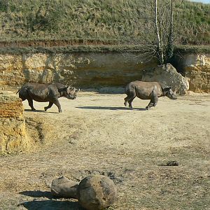 Black rhinos canyon - Eastern black rhinos playing