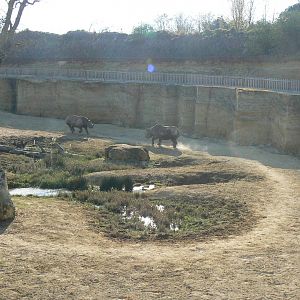 Black rhinos canyon - Eastern black rhinos playing