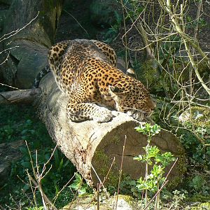 Sri lankan leopard