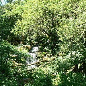 Lush sri lankan leopard exhibit