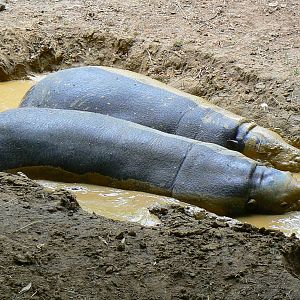 Pygmy hippopotamuses