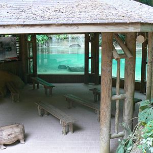 Pygmy hippopotamuses underwater viewing