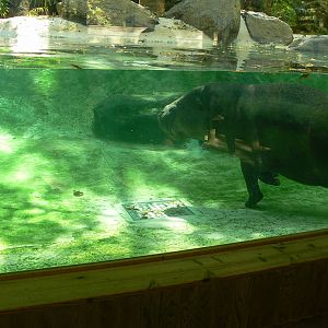 Underwater pygmy hippopotamus