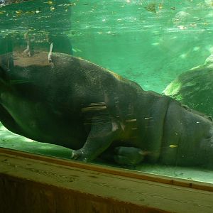 Underwater pygmy hippopotamus