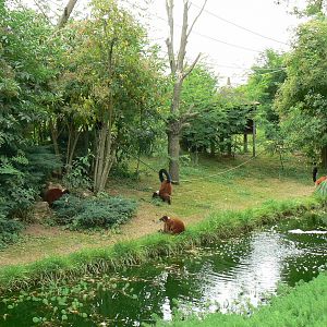 Red-ruffed lemurs island