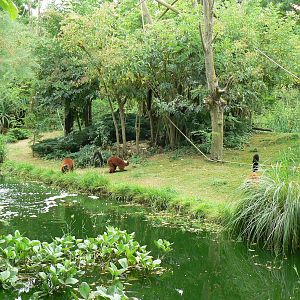 Red-ruffed lemurs island