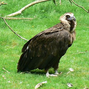 Vultures' pit - Cinereous vulture