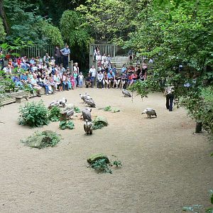Vultures' pit - Vulture feeding area