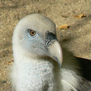 Vultures' pit - Griffon vulture