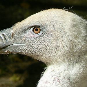 Vultures' pit - Griffon vulture