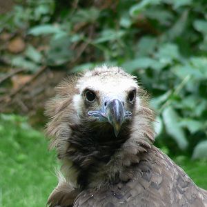 Vultures' pit - Cinereous vulture