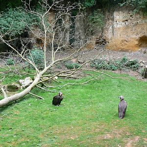 Vultures' pit - nests area in th back
