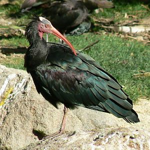 European birds aviary - waldrapp ibis
