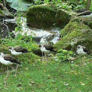 European birds aviary - Black-winged stilts